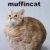 Profile picture of Muffin cat