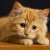 Profile picture of kittykat