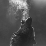 Profile picture of The_lone_wolf_1