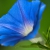 Profile picture of Morning Glory