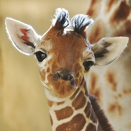 Profile picture of Chromatic Giraffe