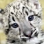 Avatar of Snow Leopard