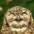 Profile picture of Majestic Owl