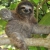 Profile picture of huggable-sloth