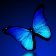 Profile picture of Blue Butterfly