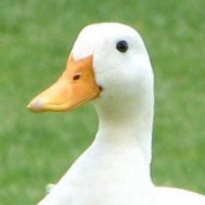 Profile picture of Duckbox