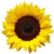 Profile picture of Sunflower F.