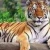 Avatar of Loving Tiger