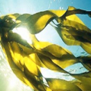 Profile picture of Seaweedgrass