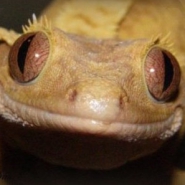 Profile picture of Ciliatus