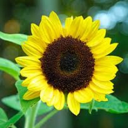 Profile picture of sunnysunflower