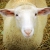 Profile picture of Sheepy