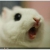 Profile picture of Roaring Rabbit