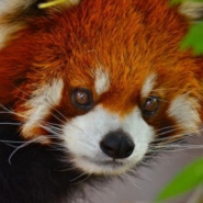 Profile picture of Red Panda
