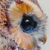 Profile picture of owl