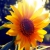 Avatar of Sunflower_Sunshine