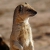 Profile picture of mongoose