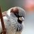 Profile picture of House Sparrow