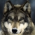 Profile picture of The wolf