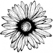 Profile picture of Sunflower