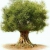 Profile picture of Olive Tree