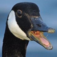 Profile picture of Rampant Goose