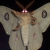 Profile picture of moth