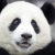 Profile picture of Panda-Kun